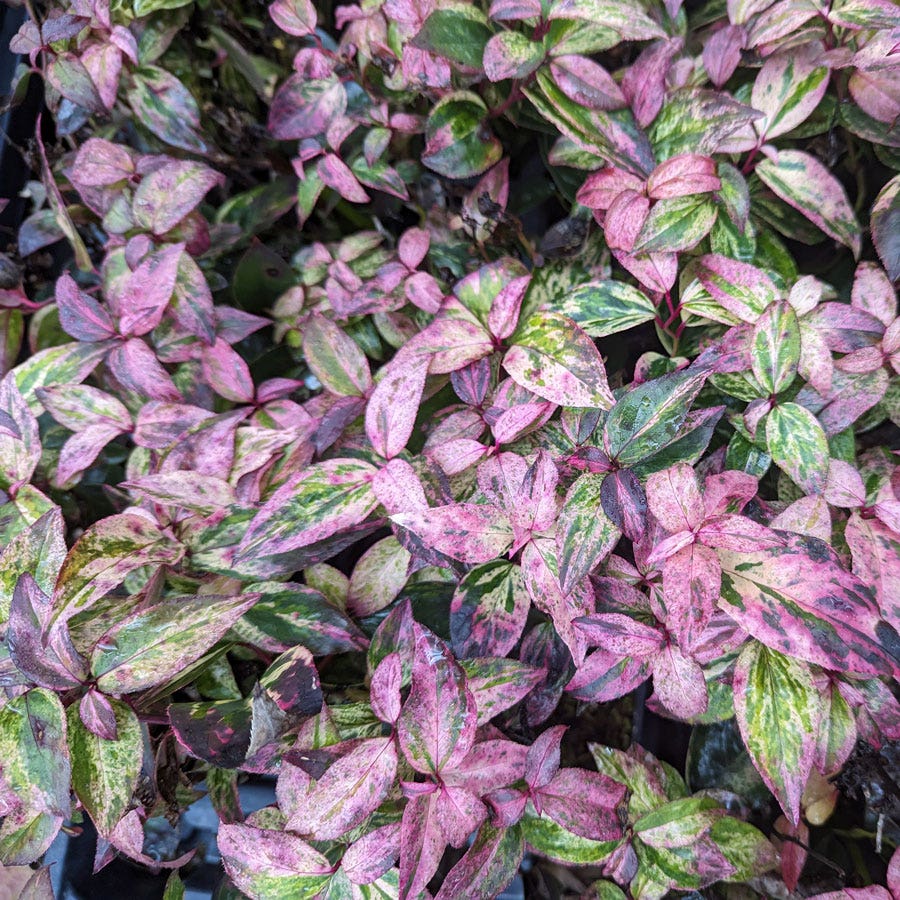 Lecothoe Paisley Pup™