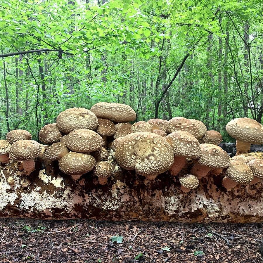 Mushroom Shiitake Fruiting Kit