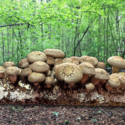 Mushroom Shiitake Fruiting Kit