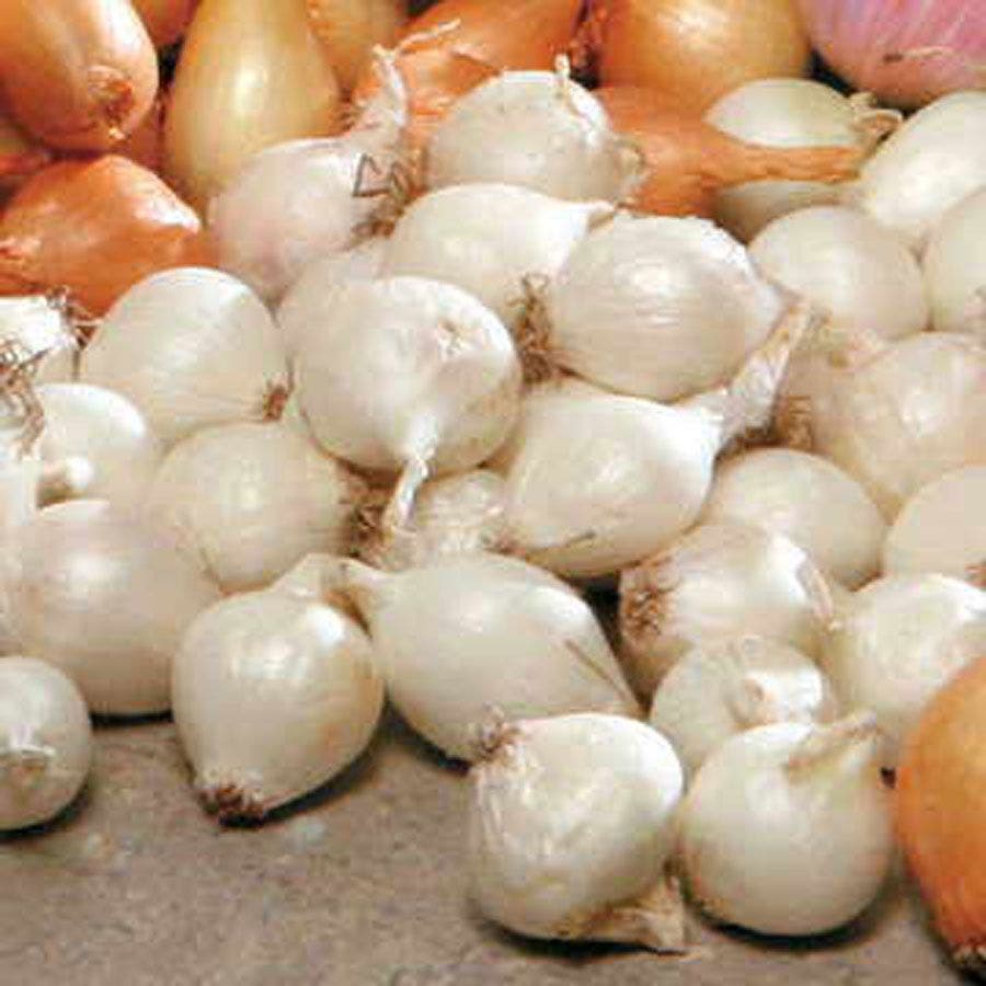 White Onion Sets