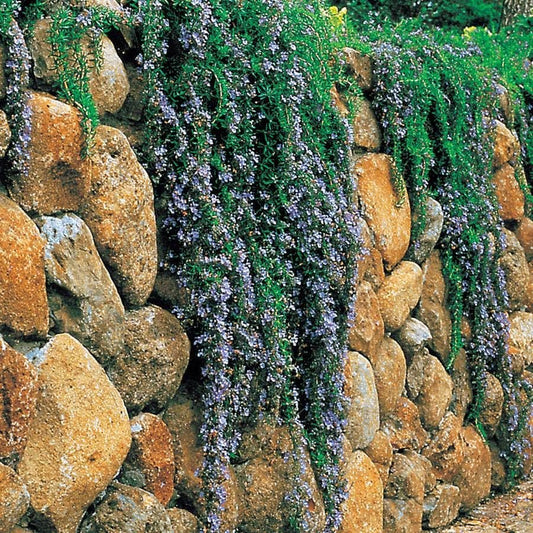 Rosmarinus Irene™ Organic Trailing Rosemary