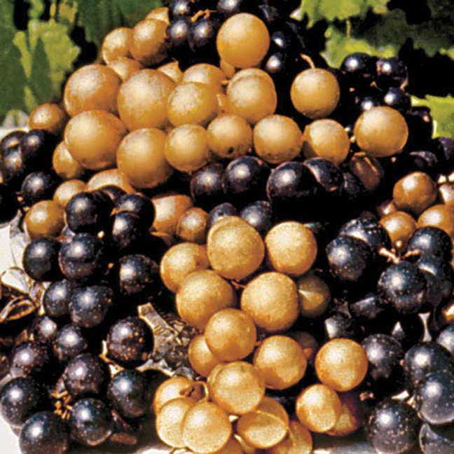Higgins Muscadine Grape