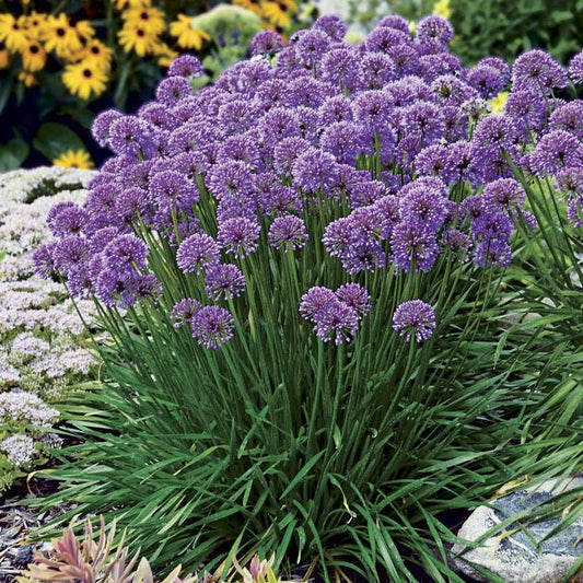 Allium 'Millenium' Ornamental Onion