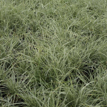 Carex EverColor® Everest  Sedge