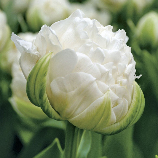 Ice Age Tulip Bulbs