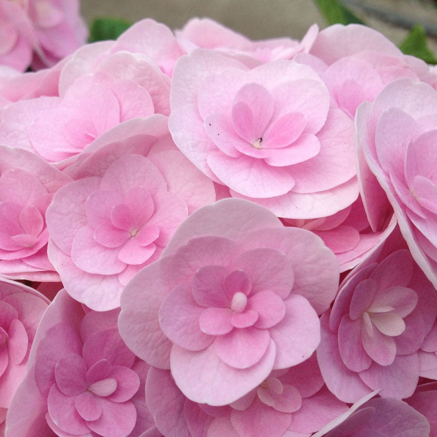 Hydrangea 'Love'