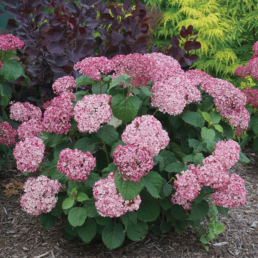 Hydrangea Invincibelle Mini Mauvette® Smooth Hydrangea