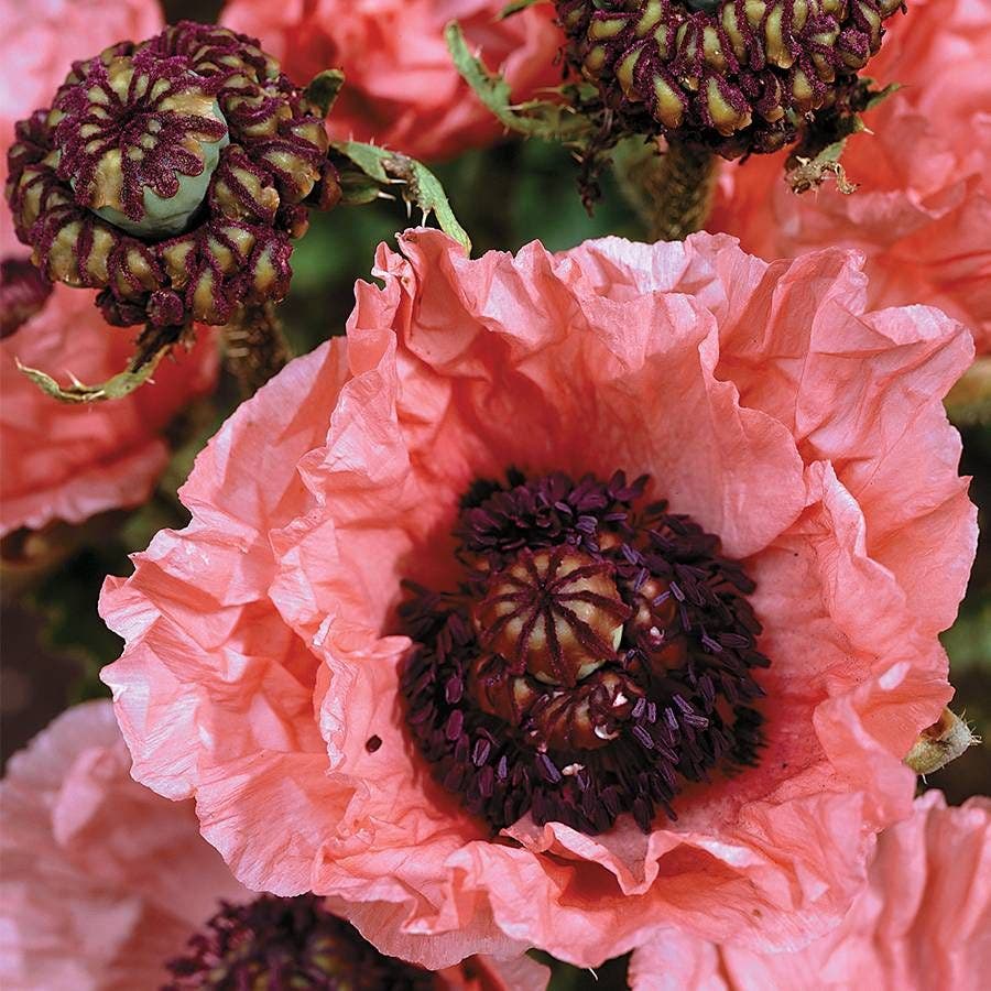 'Double Pleasure' Oriental Poppy