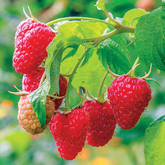 Rubus 'Caroline'