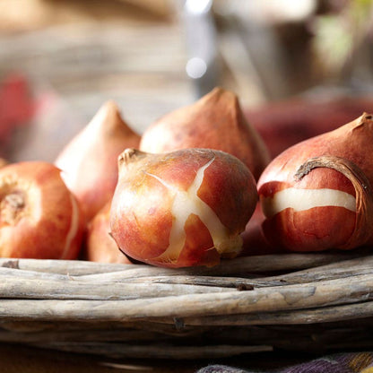 Tulipa Akita Tulip Bulbs