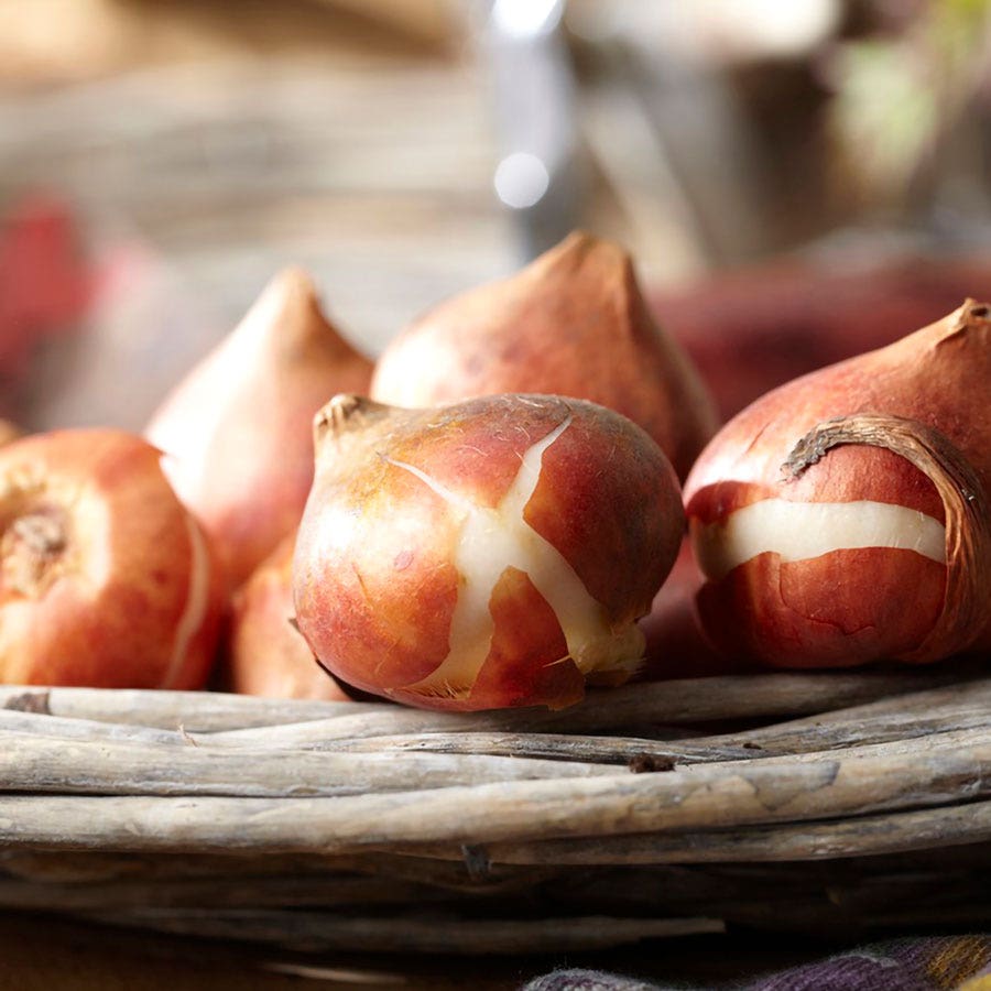 Tulipa Arabian Mystery Tulip Bulbs