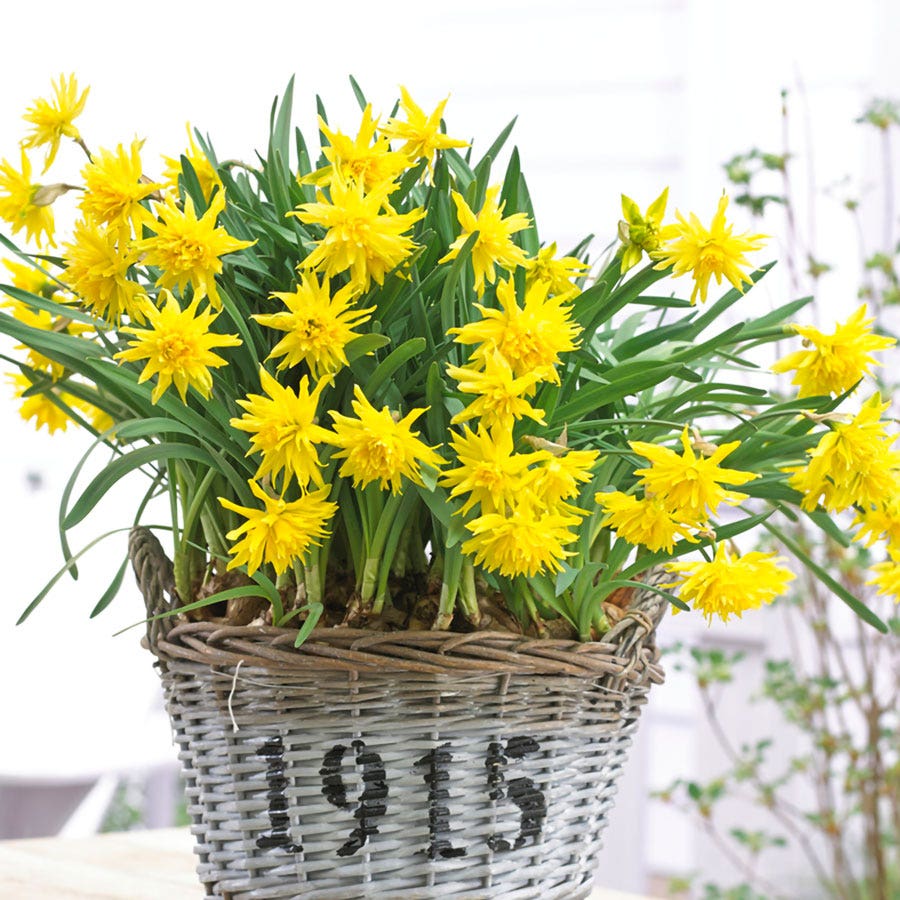 Narcissus Rip Van Winkle Daffodil Bulbs
