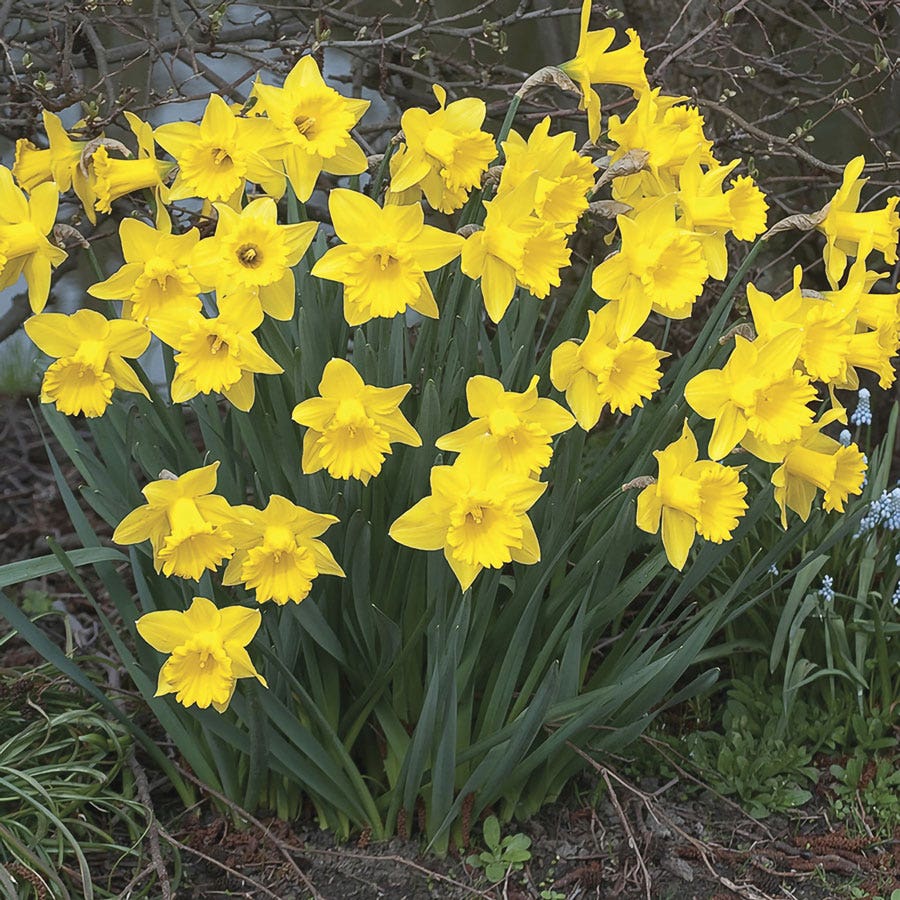 Narcissus Dutch Master Daffodil Bulbs
