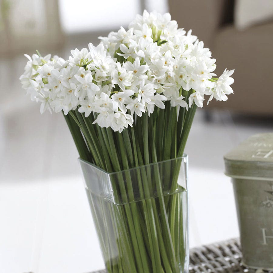 Narcissus Mammoth Paperwhite Bulbs