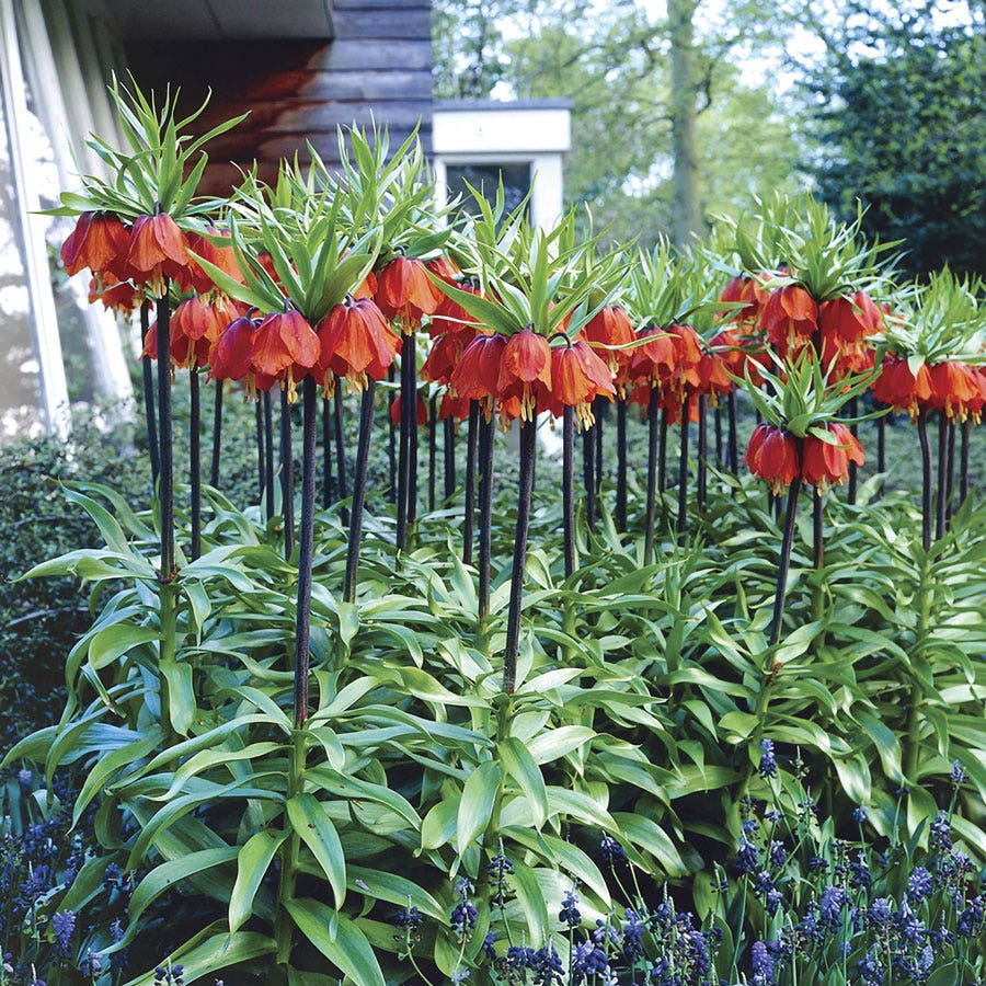 Fritillaria 'Rubra' Crown Imperial Bulbs