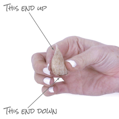 Freesia Double Blooming White Bulbs