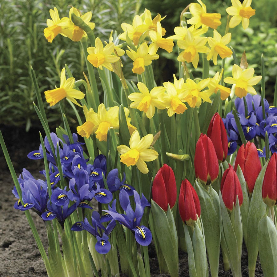 Dutch Bulb Garden in a Bag