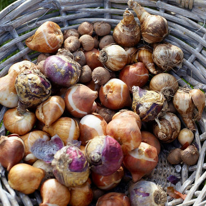 Deer Resistant Bulb Garden in a Bag