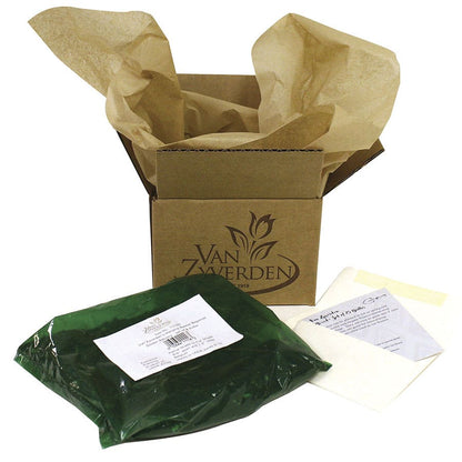 Lilium Stargazer Oriental Lily Bulbs