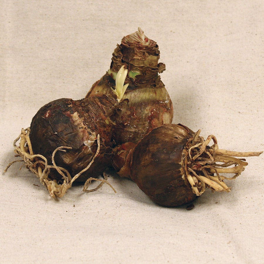 Garden Mix Amaryllis Bulbs
