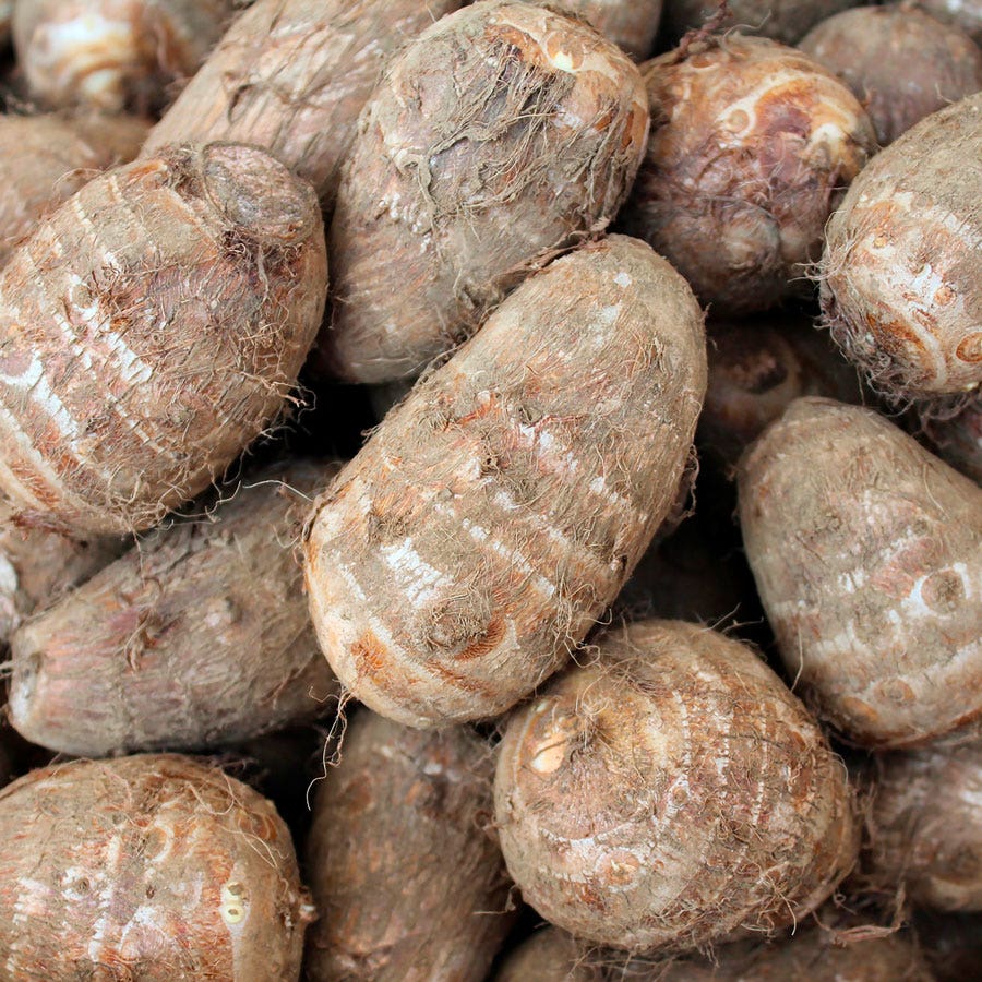 Colocasia 'Diamond Head' Elephant Ear Bulb
