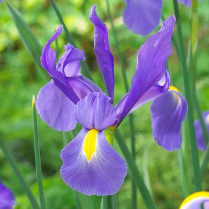Iris 'Telstar' Dutch Iris Bulbs