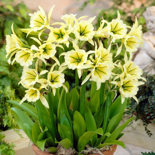 Hymenocallis 'Sulphur Queen' Peruvian Daffodil Bulbs