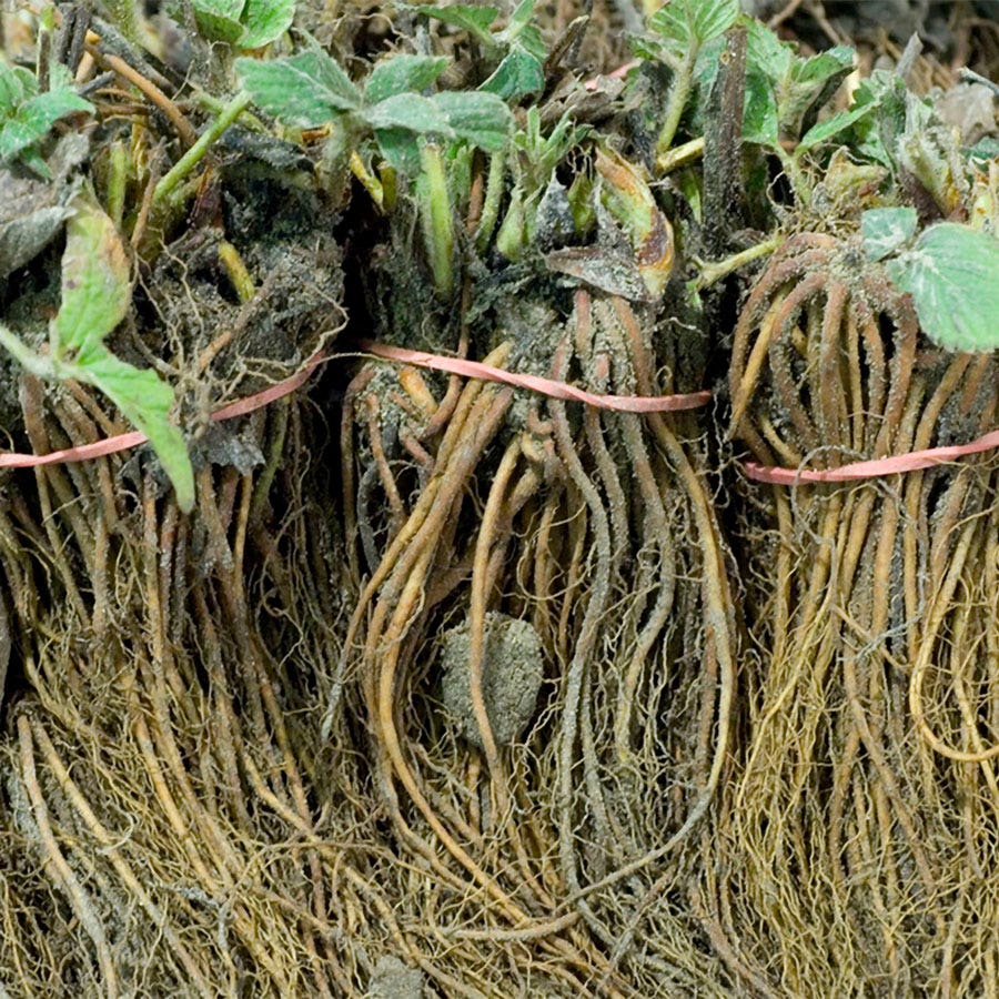 Fragaria 'White Carolina' Strawberry