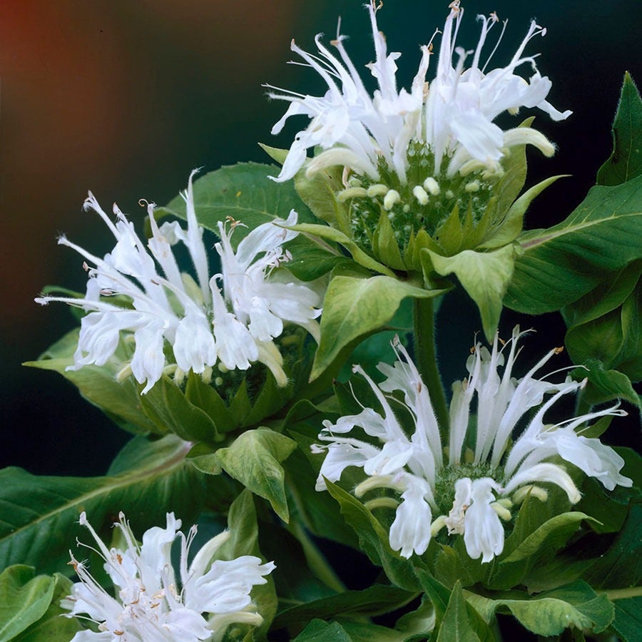 Monarda Ice Out Bee Balm