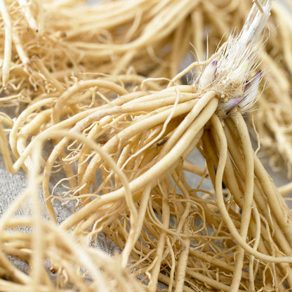 Hosta 'Whirlwind' Plantain Lily