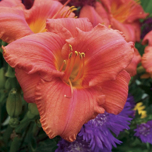 Hemerocallis South Seas