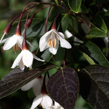 'Evening Light' Japanese Snowbell
