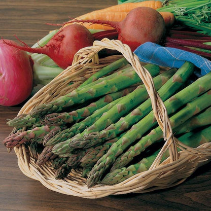 Asparagus 'Jersey Knight'