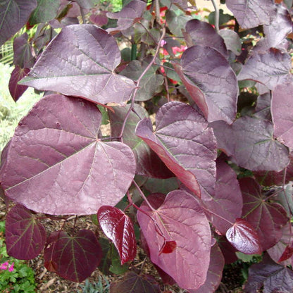 Ruby Falls Redbud
