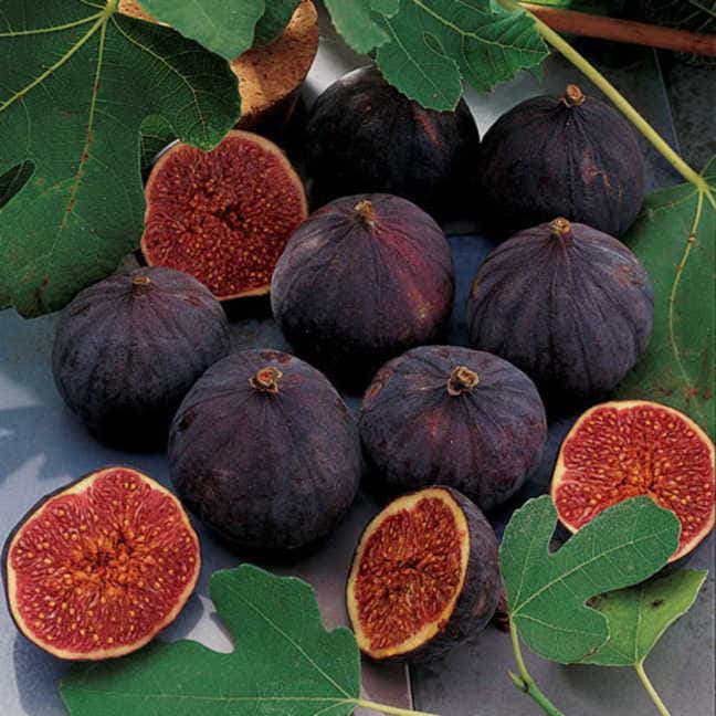 Negronne Fig Tree