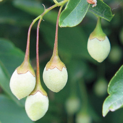 'Fragrant Fountain' Japanese Snowbell