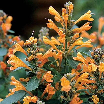 Arizona™ Sandstone Hyssop Seeds