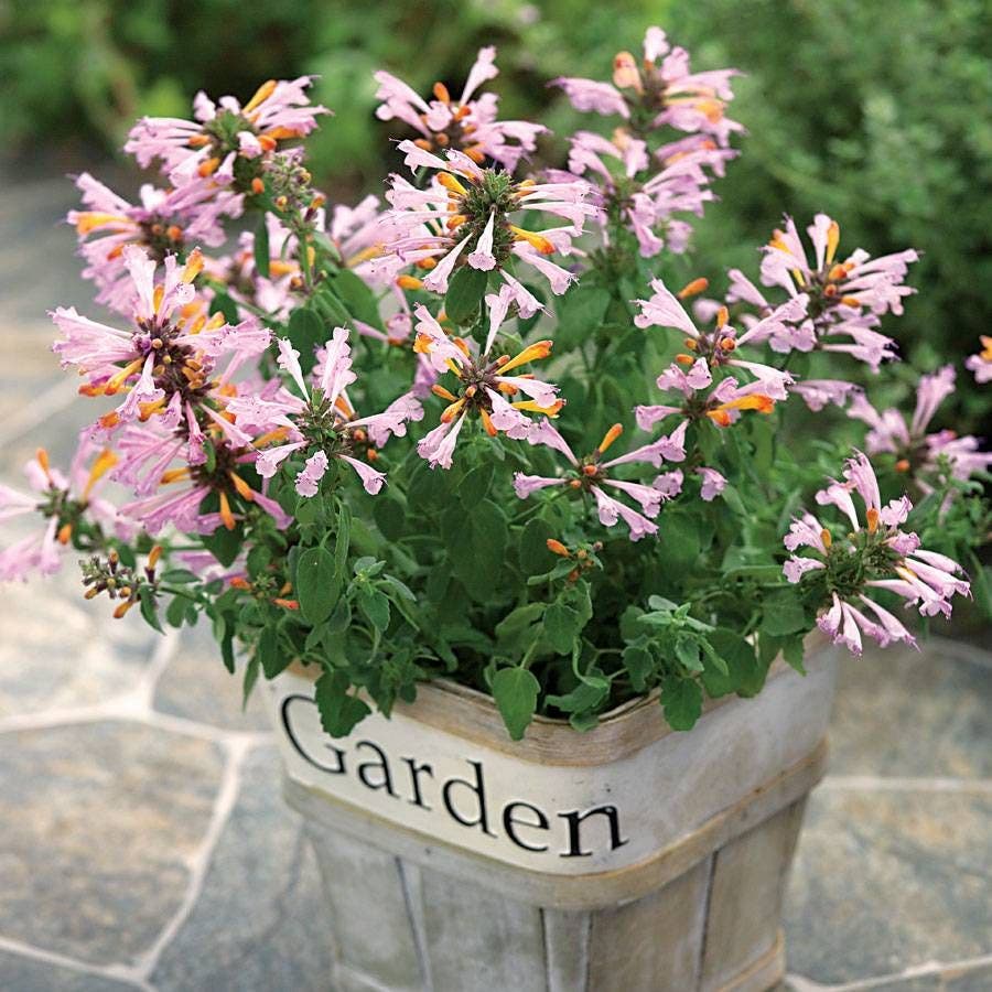 Arizona™ Sunset Hyssop Seeds