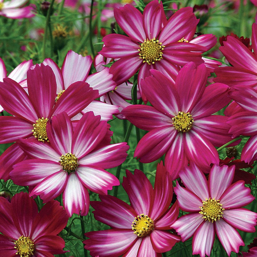 Peppermint Candy Cosmos Seeds