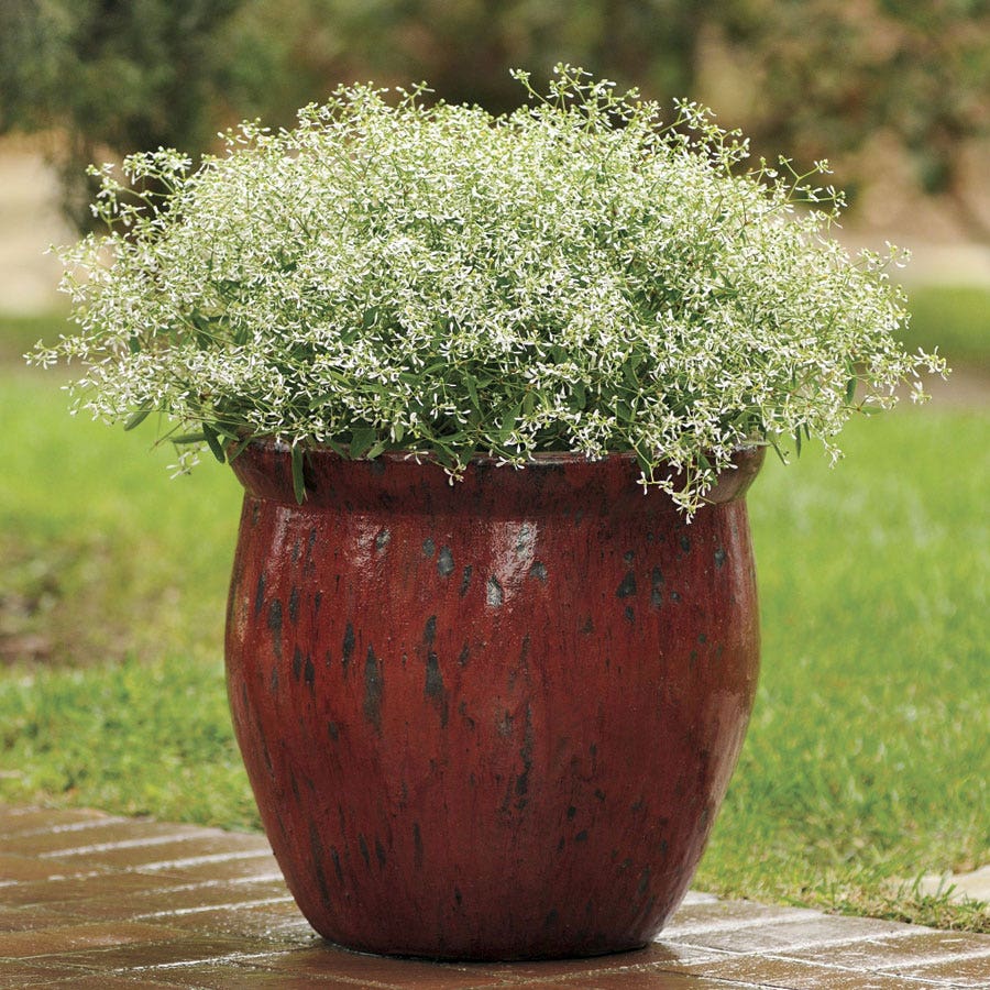 Glitz Euphorbia Seeds