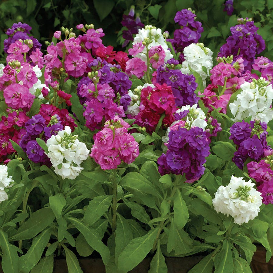 Hot Cakes Mixture Stock Seeds