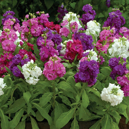 Hot Cakes Mixture Stock Seeds