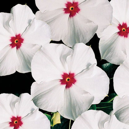 Pacifica XP Polka Dot Vinca Seeds