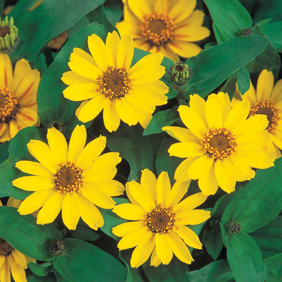 Profusion Yellow Zinnia Seeds