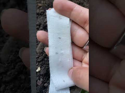 Sow Effortless Collection™ Annabel Hybrid Radish Seed Tape