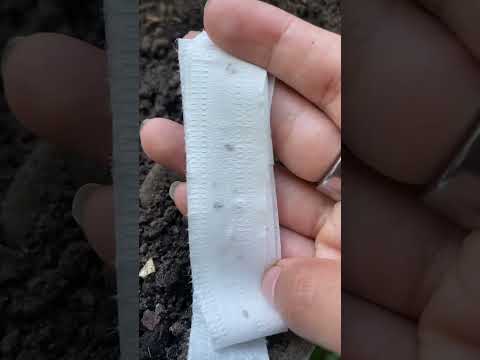 Sow Effortless Collection™ Sylvesta Lettuce Seed Tape