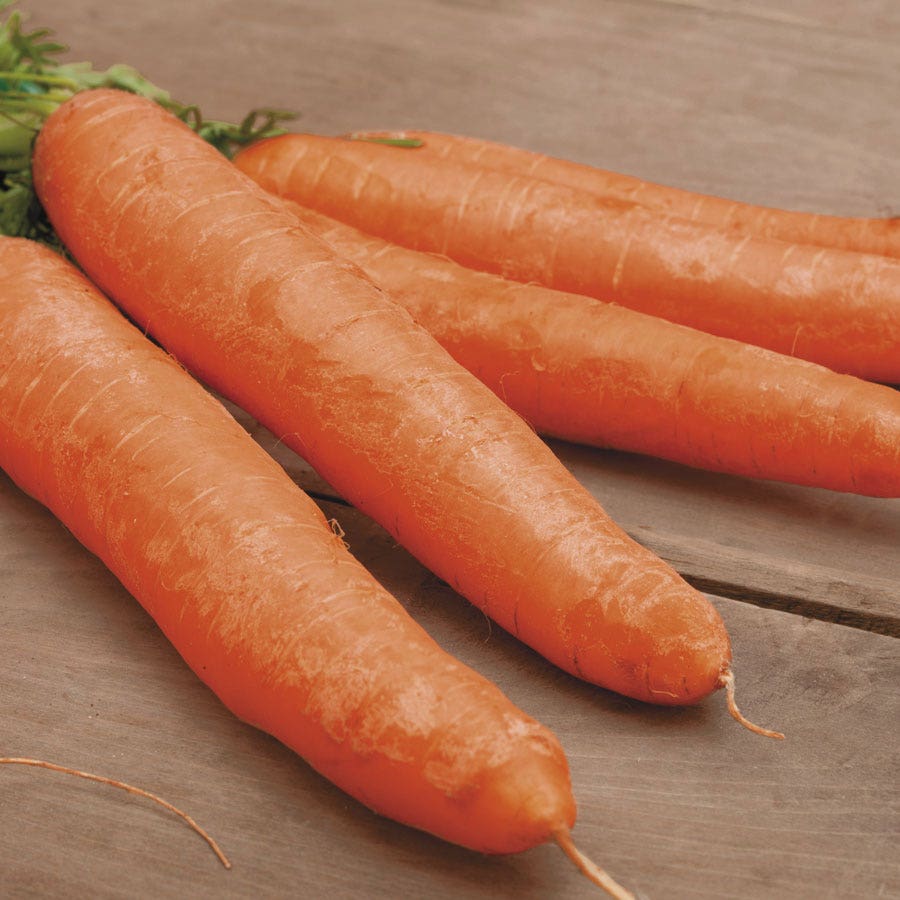 Sow Effortless Collection™ Little Finger Carrot Seed Tape