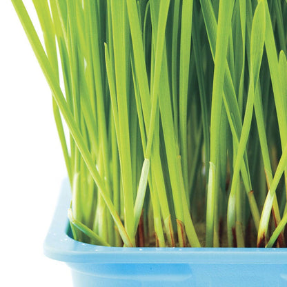 Sow Effortless Collection™ Cat Grass Seed Tape