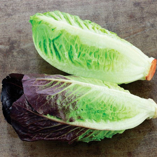 Mini Romaine Duo Seed Tape
