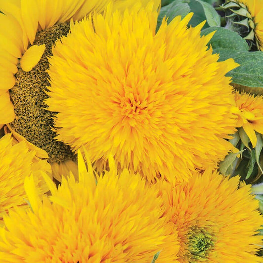 Giant Teddy Bear Sunflower Seeds